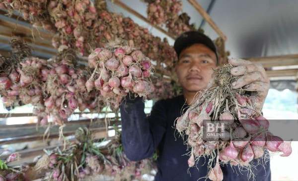 One of Azhar's workers showing the harvest.