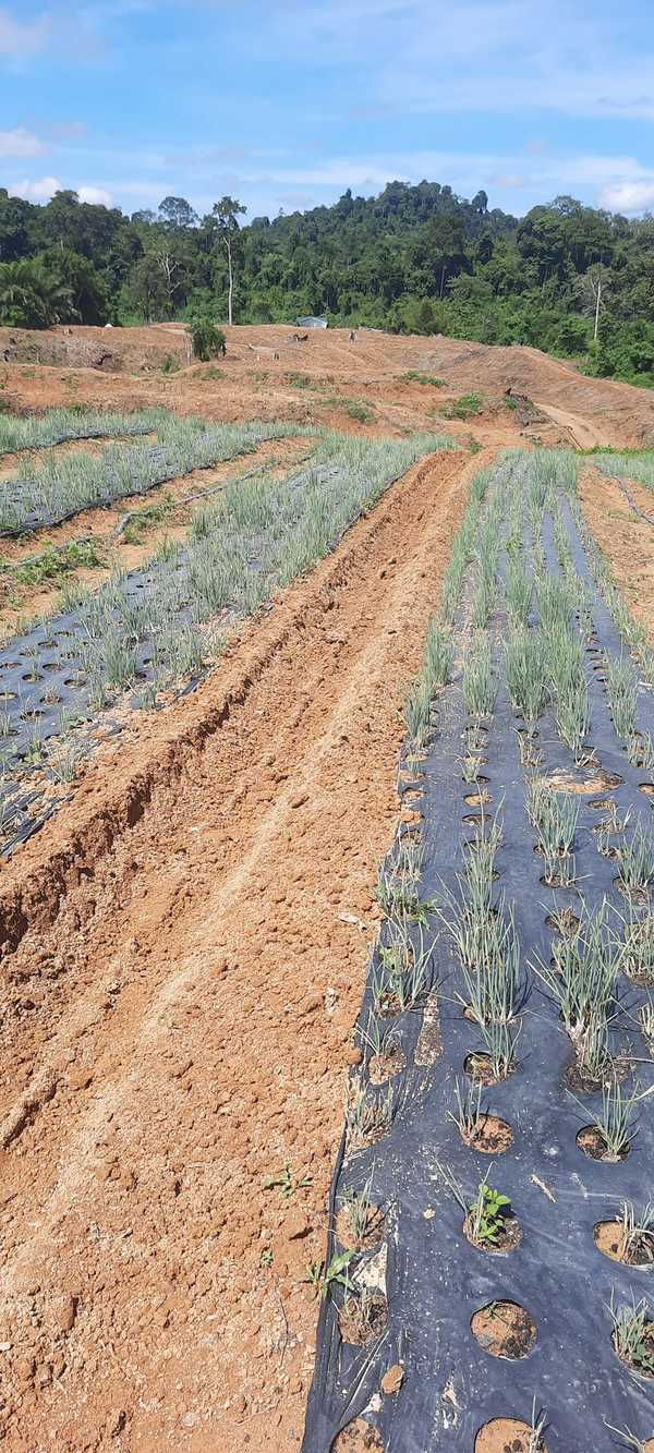 Azhar's onion farm.