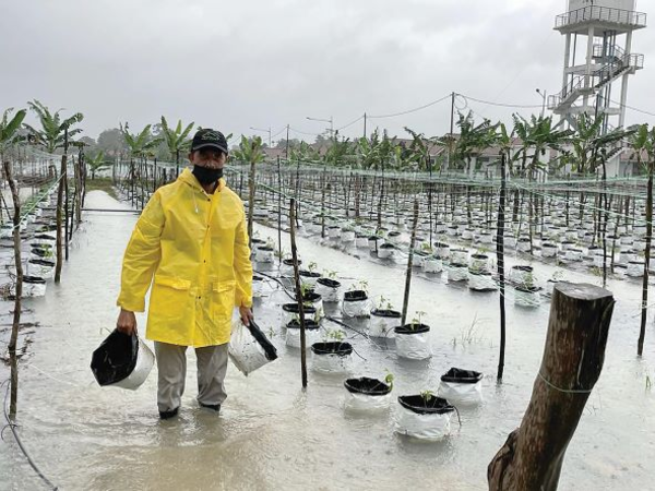 A farmer suffered losses after his farm in Pasir Puteh, Kelantan, was damaged by floods.