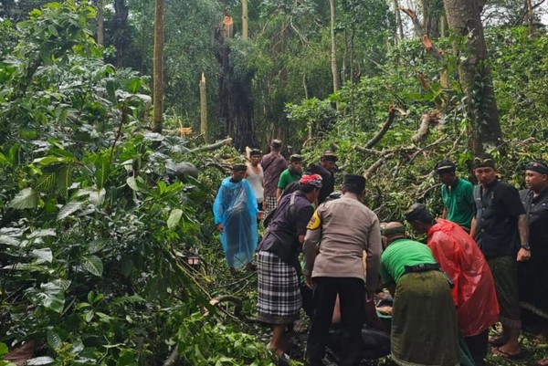 Indonesian authorities extricating the victims from under the fallen branches.