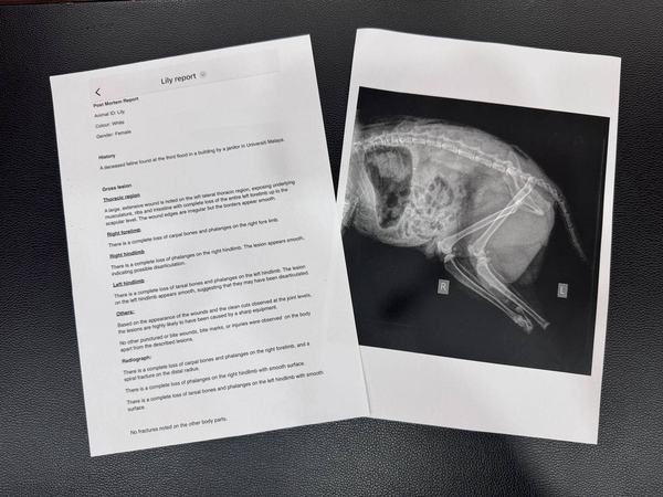 Lily's autopsy report.