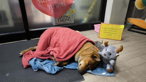 A yellow sign was placed beside Moo Daeng, further drawing attention to his story and the community’s efforts to care for him.