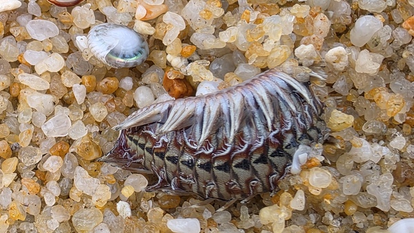 A close-up shot of an adorable sea mouse in Pangkor.