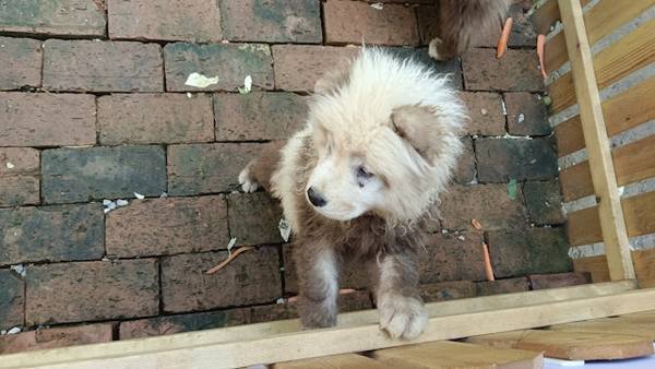 The zoo gave the two Chow Chows the nickname "Tigger", inspired by the cartoon character.