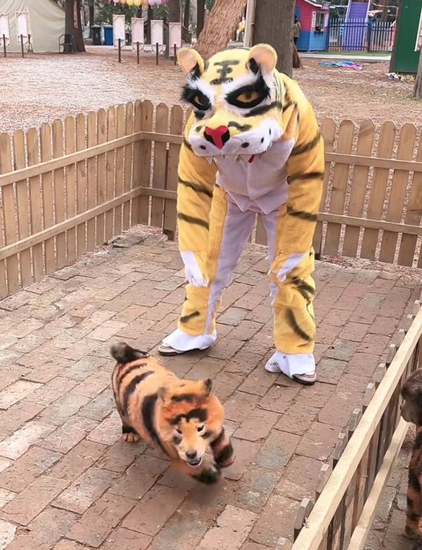 "Tigger" is the nickname of the two Chows Chows given by the zoo, in reference to the cartoon character.