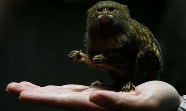 The size of an average, full-grown pygmy marmoset.