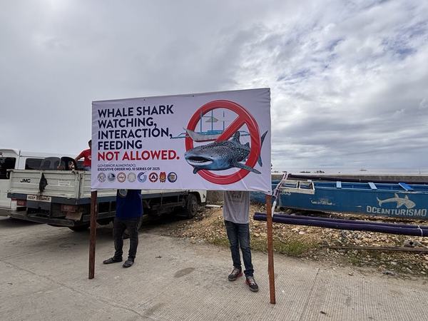 Whale shark interaction activities in Lila, Alburquerque, and Dauis, were officially shut down on Friday, 7 February.