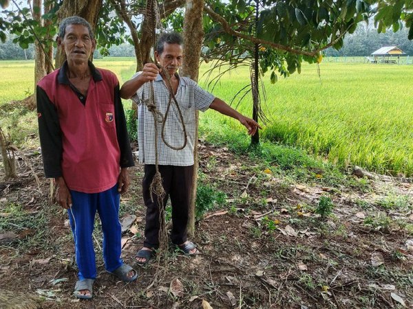 Mustafa (kanan) bersama sepupu, Muhamad Zainun (kiri) menunjukkan tali lembu dan tempat arwah abangnya, Mohd Amin maut disondol tanduk lembu dalam kejadian di Kampung Bunut Satut, Kadok.