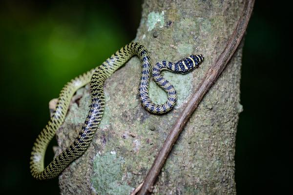 A golden tree snake.