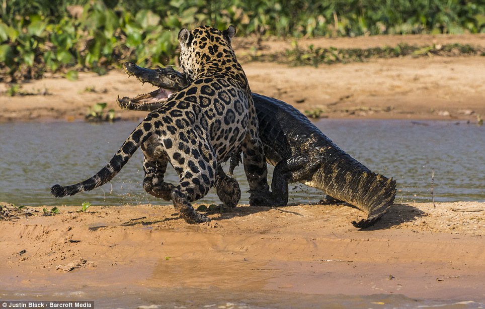 jaguar attack crocodile