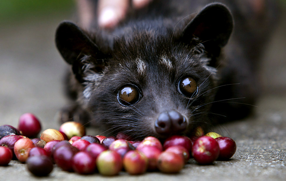 Why This Group Is Getting People To Pledge Against Kopi Luwak