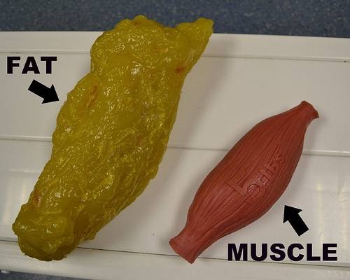 [FACT OR FAKE #47] Muscle Weighs More Than Fat