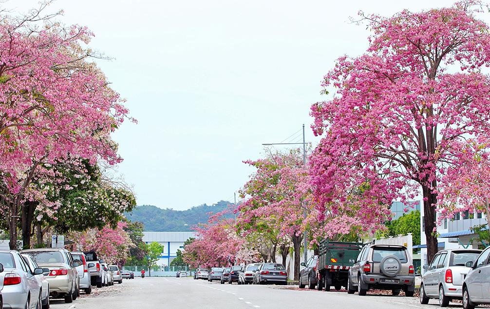 [PHOTOS] What Malaysia Looks Like When 'Sakura Trees' Are In Full Bloom