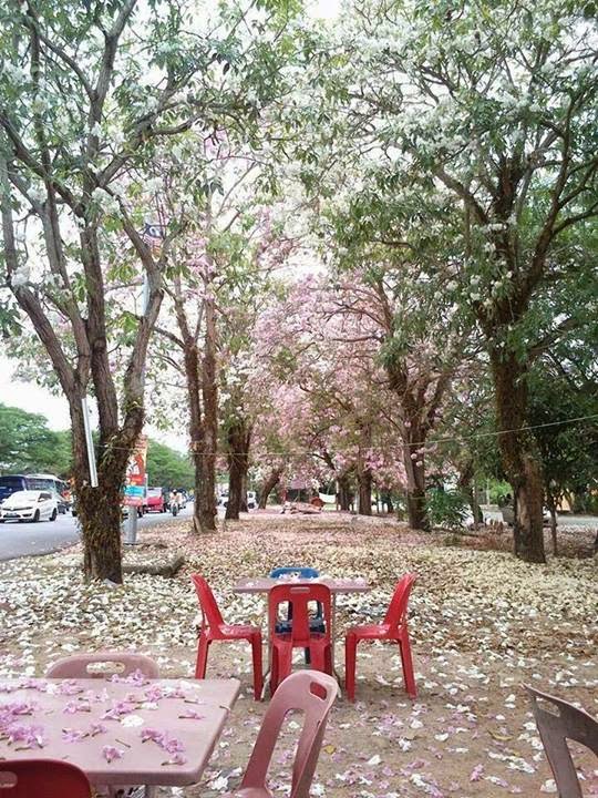 [PHOTOS] What Malaysia Looks Like When 'Sakura Trees' Are 