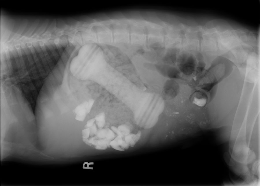 Инородное тело брюшной полости после операции. Рентген брюшной полости собаки. Рентген брюшной полости собаки в норме. Обзорный рентген брюшной полости собаки. Рентген брюшной полости кота.