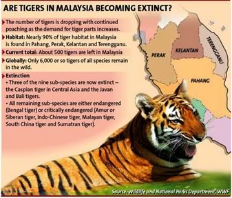 The Shocking Truth: There Are Only 340 Malayan Tigers Left In Malaysia!