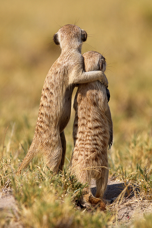17 Wild Animals In Love That Will Give You The Feels