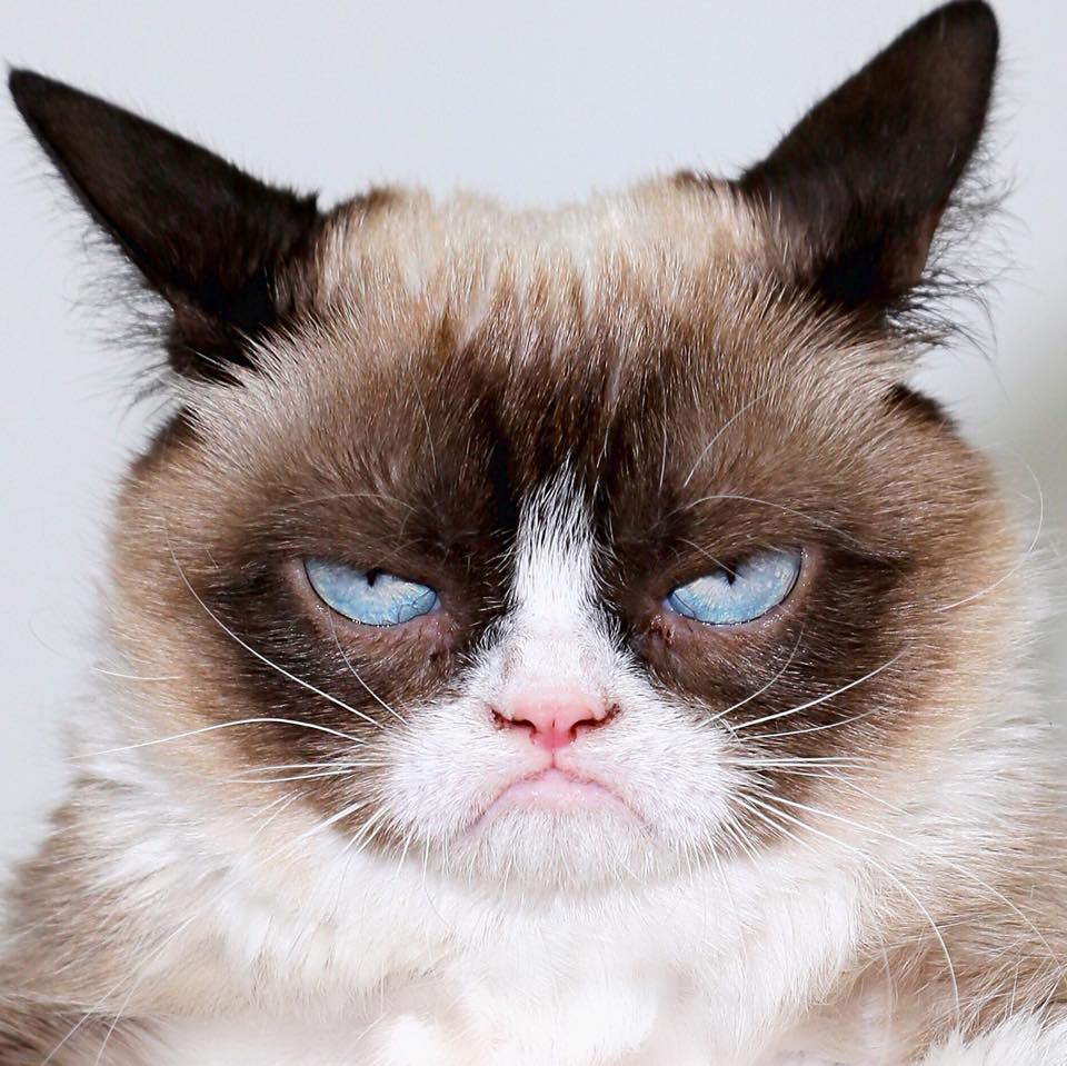 Grumpy Cat Bad Day Grumpy Cat