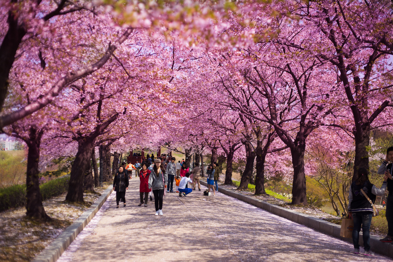 places to visit in korea during spring