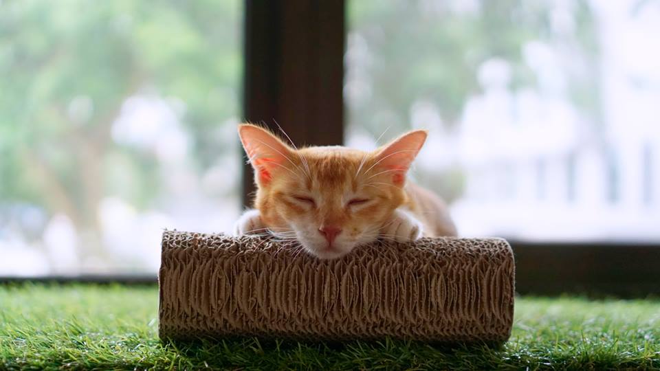 8 ‘Cat Cafe’ Paling Unik Di Malaysia Yang Pasti Digilai Pencinta Kucing