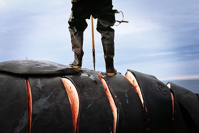 norway-the-world-s-leading-whaling-station-killing-more-than-japan