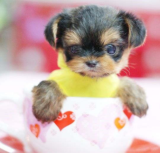 cute cup puppies
