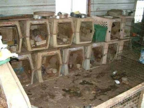 Puppy mothers are crammed into dirty cages in a "puppy mill".