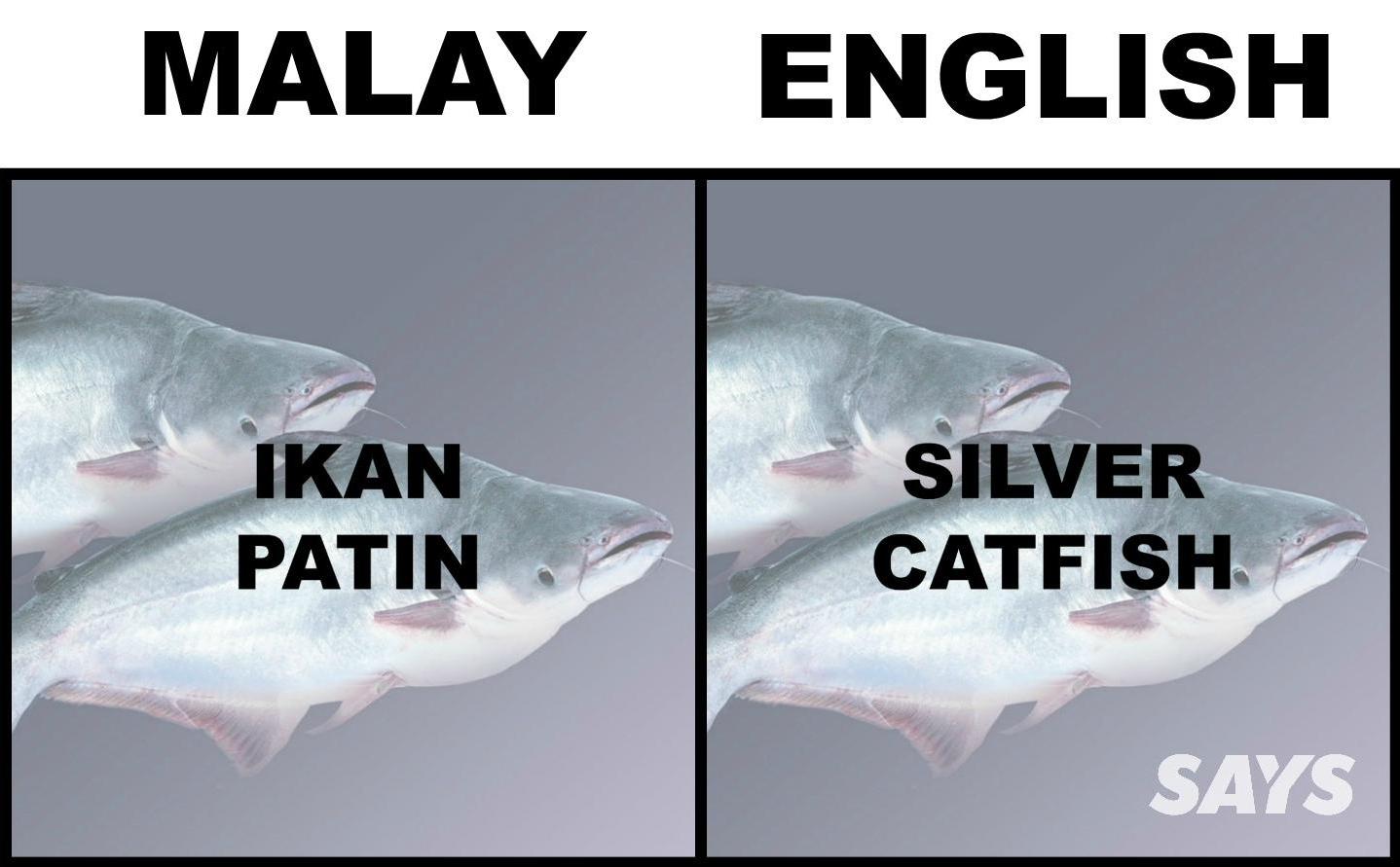 What's Ikan Patin In English? Here Are 17 Translations Of 