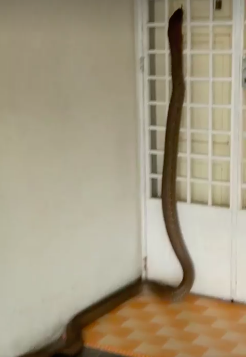 This Video Of A Cobra Entering A House In Johor Will Make