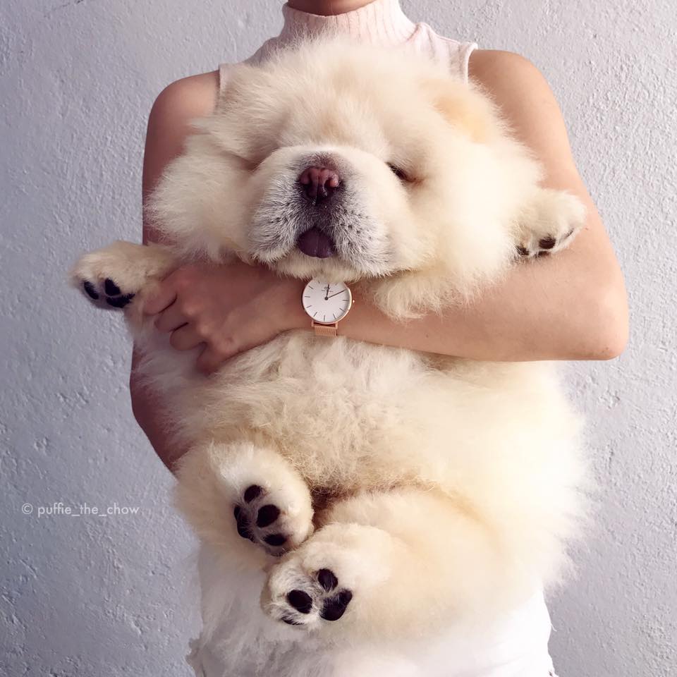 Instagram-Famous Pup, Puffie The Chow 