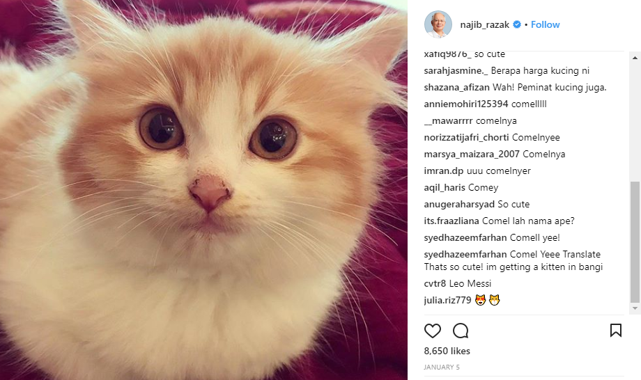 PM Najibu0027s Cat Kiky Is So Popular, It Has Its Own Instagram Account