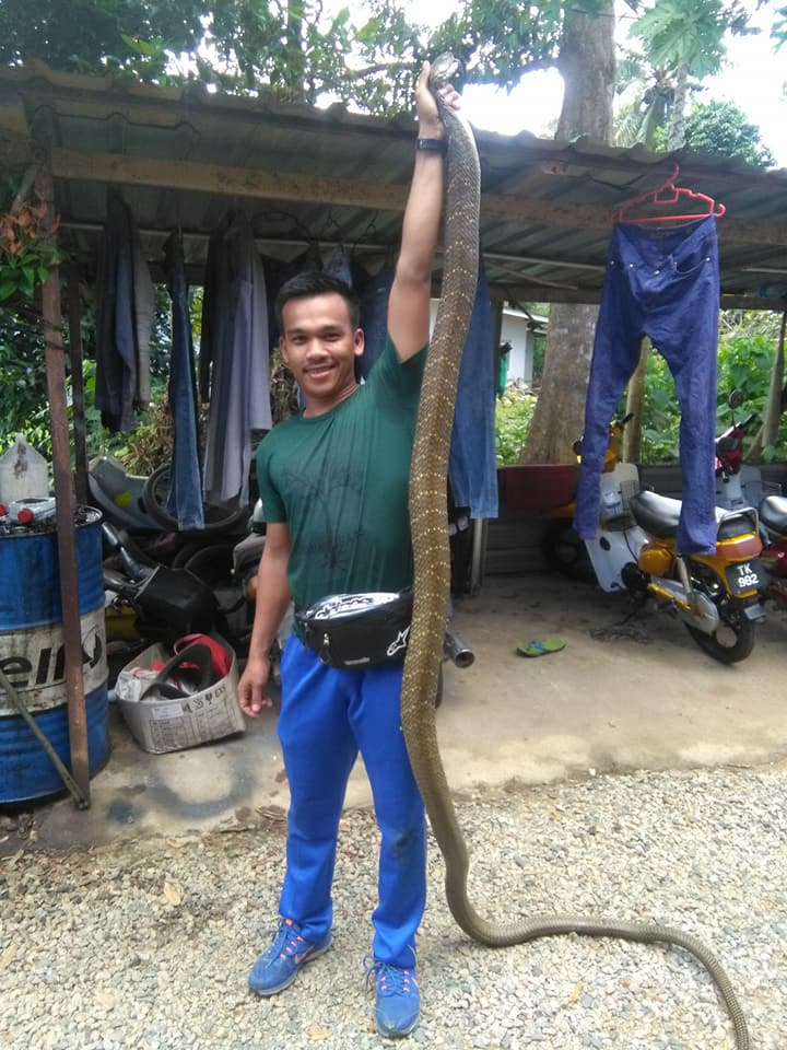 [VIDEO] A Malaysian Firefighter Catches King Cobra With His Bare Hands