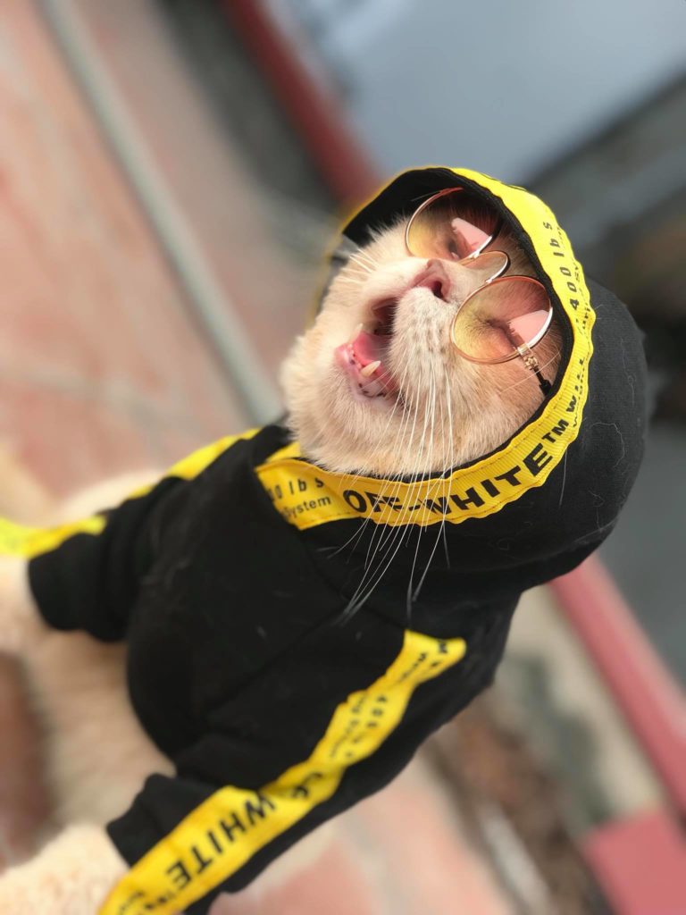 The World's Cutest Fish Vendor Is A Cat That Shows Up To Work In An ...