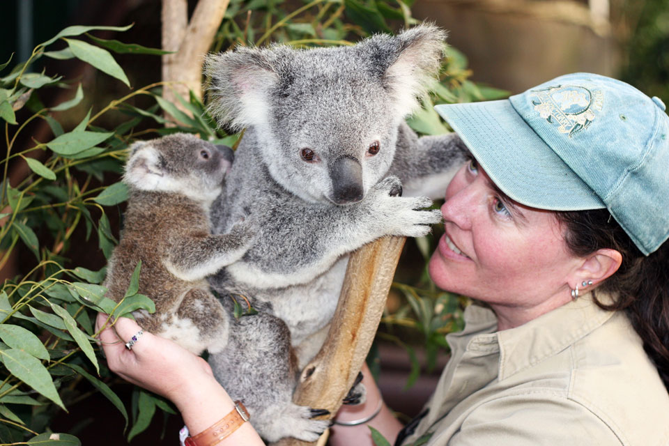 Коала дома. Лоун Пайн коала. Брисбен парк коал. Лоун парк коала в Австралии. Коала ручная.
