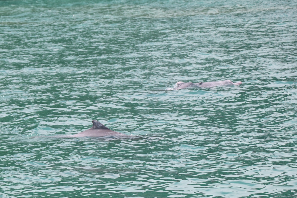 Dolphin in malay