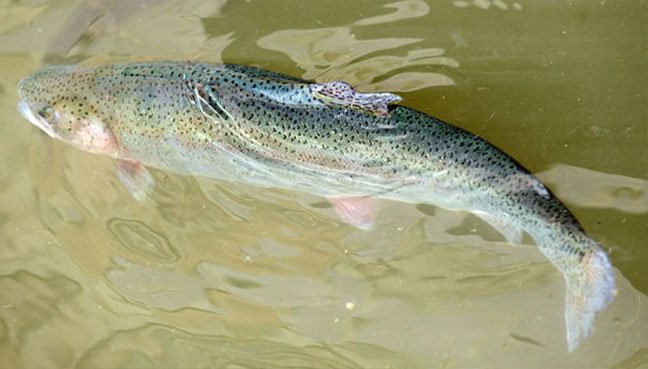 Rainbow trout can now be called salmon in China - BBC News