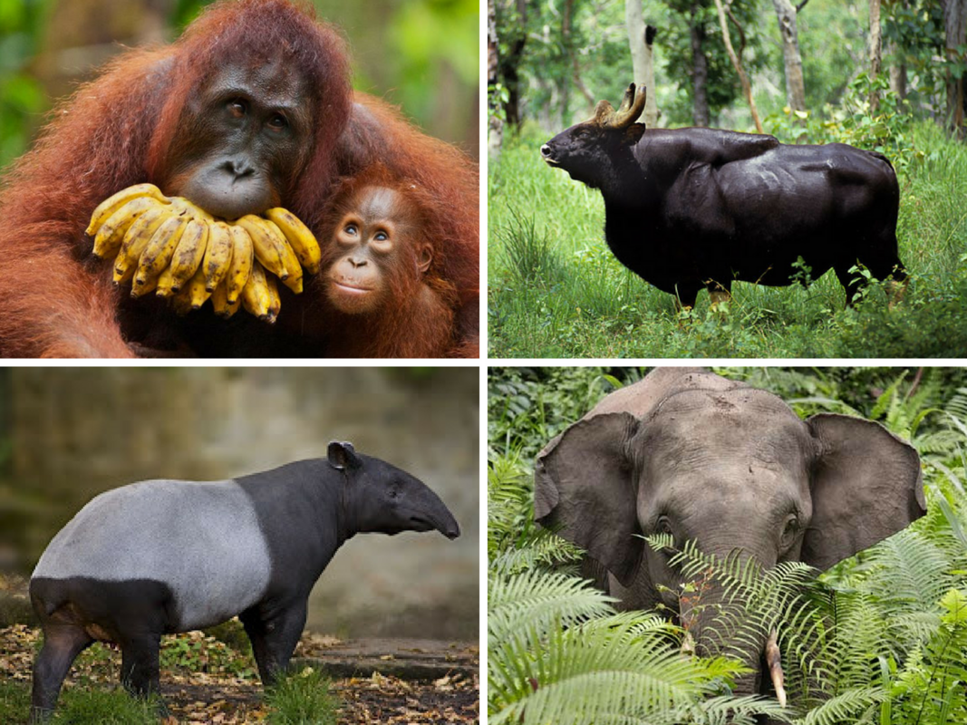 These Malaysians Are The Reason Why Our Endangered Animals Are Still Surviving