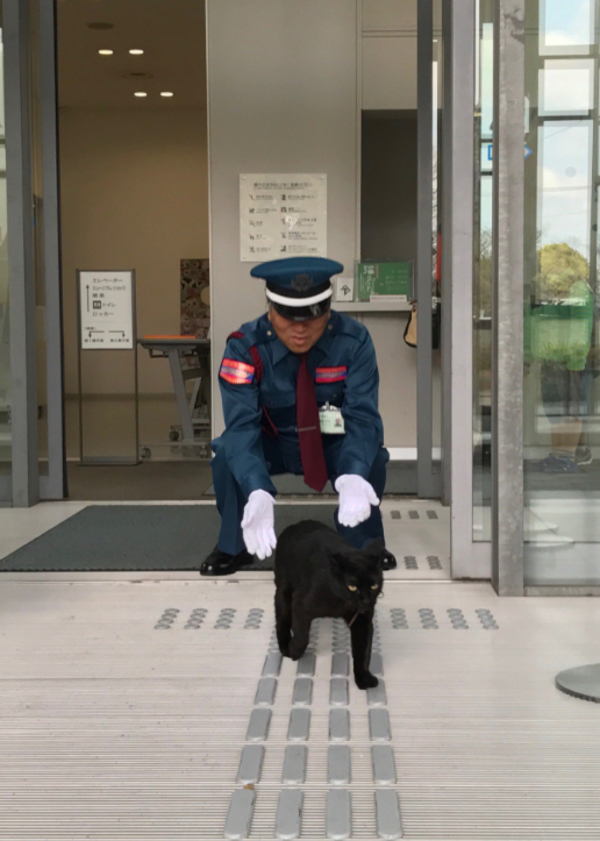 Japan museum cat