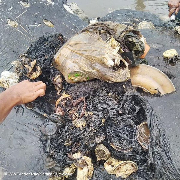 More than 1,000 pieces of plastic waste was found in the whale's stomach.