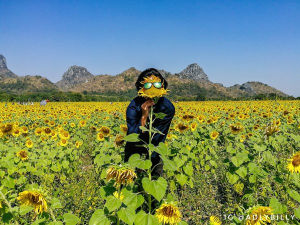 Sunflower farm, Lopburi