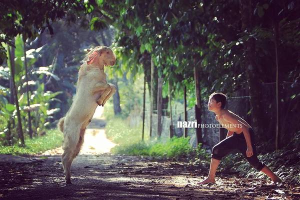 Syukor dan kambingnya, Bo.