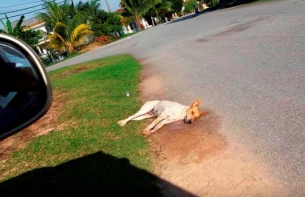 One of the viral images showed a dog killed near Taman Lavender Heights.