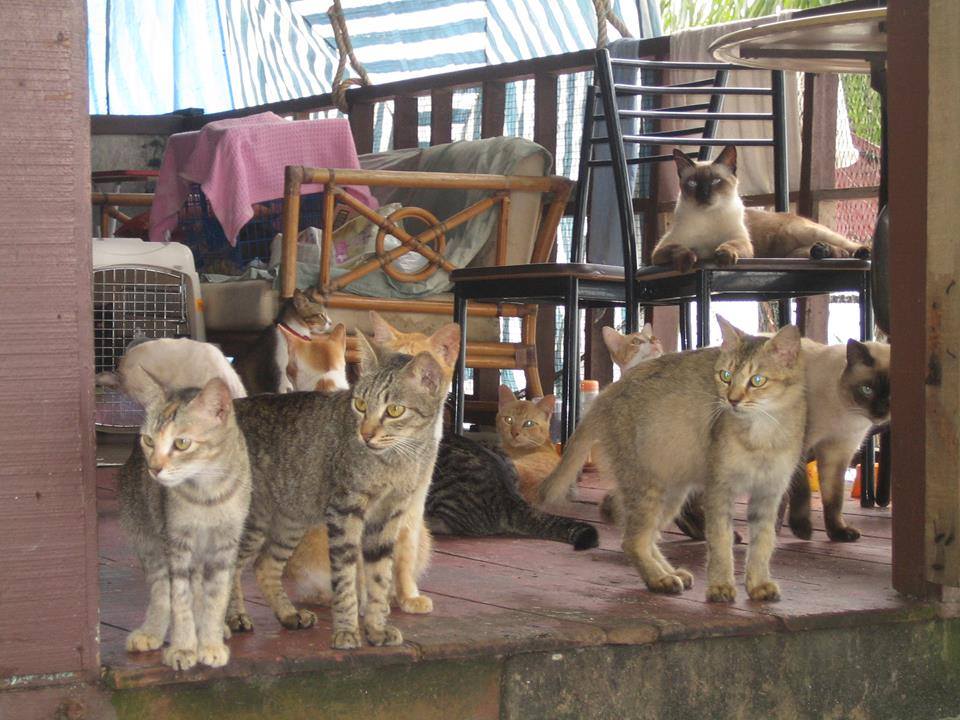 Image from Facebook Cat Lovers International, Penang and Kedah