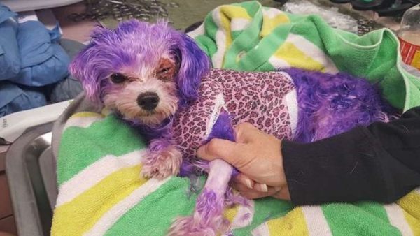 A dog named Violet nearly died last year after being dyed purple.