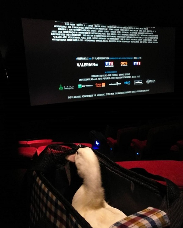 Daisy at the cinema.