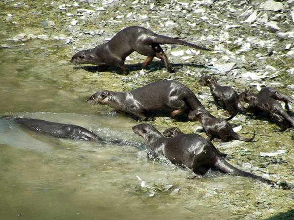 Otters spotted at Sungei Pinang in 2015.