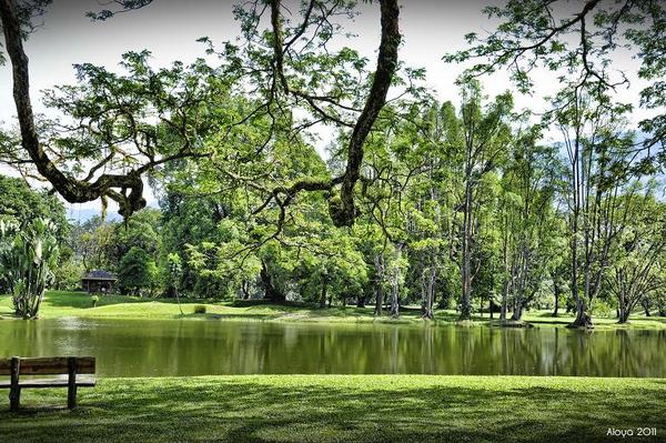 Taiping Lake Gardens in Taiping, Perak.