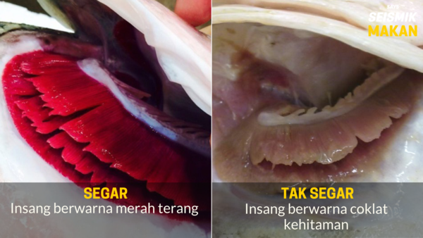 Tips Untuk Membeli Ikan Yang Segar