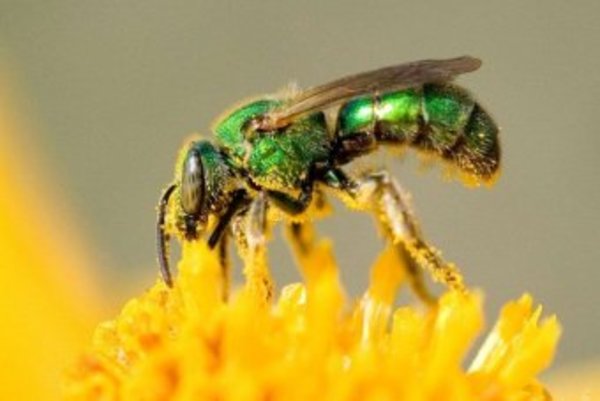 A sweat bee.