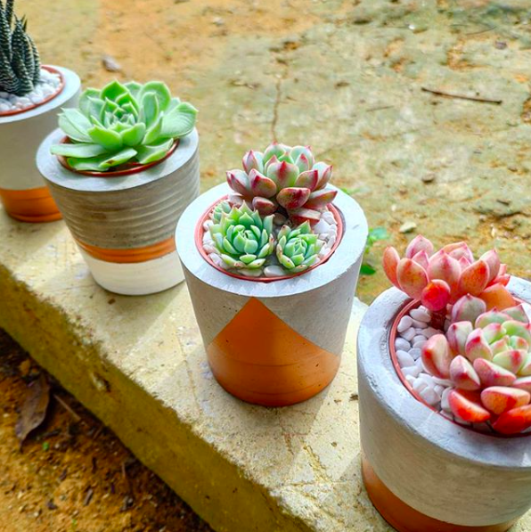 The Asli Co. Upcycles Plastic succulent pots